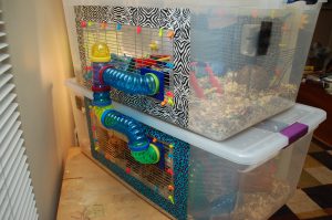 Plastic bins for storage Hamster